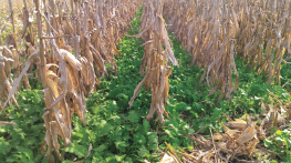 Dale Strickler - The Drought-Resilient Farm: Improve Your Soils Ability to Hold and Supply Moisture for Plants; Maintain Feed and Drinking Water for Livestock when Rainfall Is Limited; Redesign Agricultural Systems