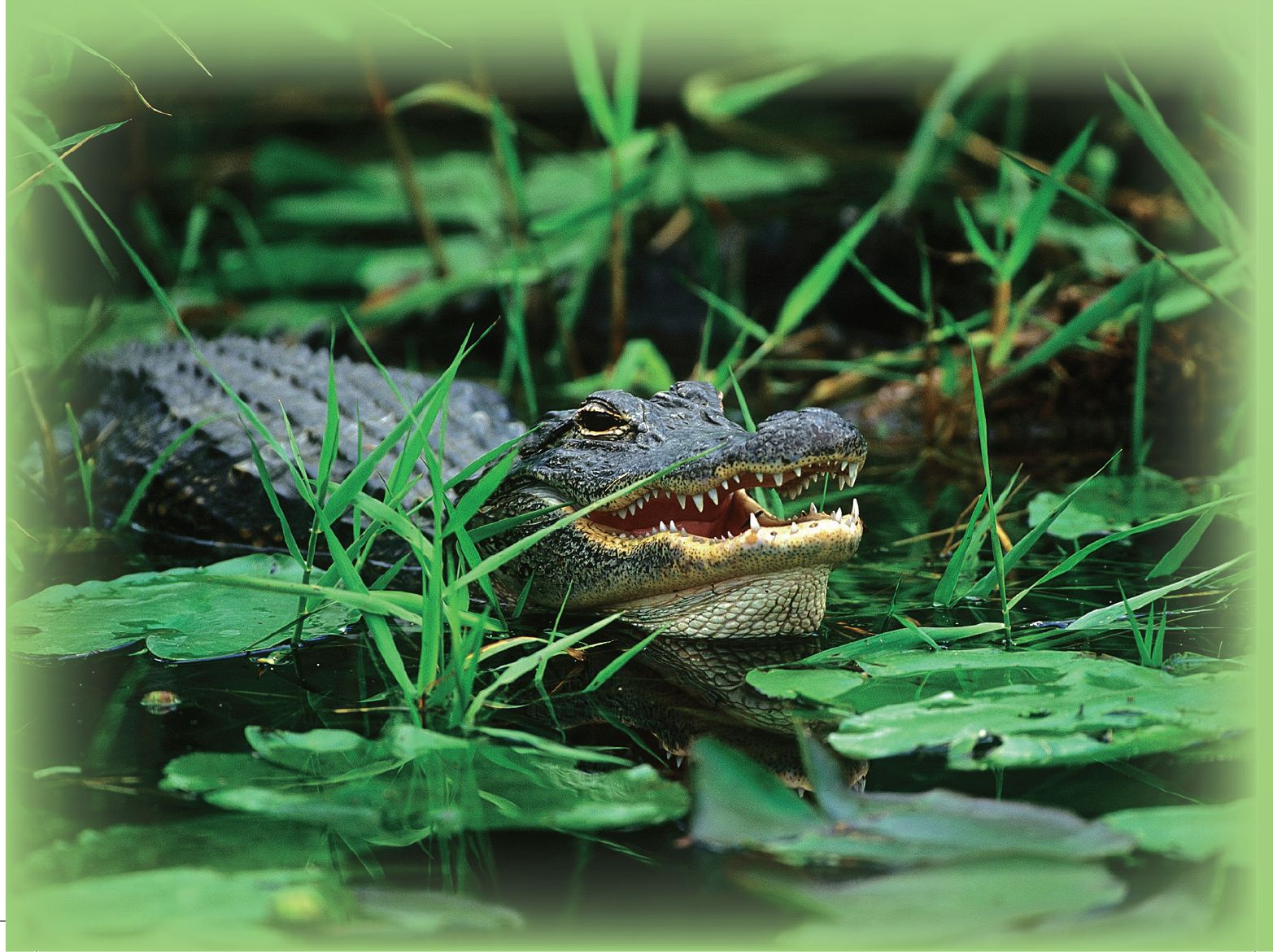 Behavior and Habitat Alligator has walked on the Earth Mother for millions of - photo 2