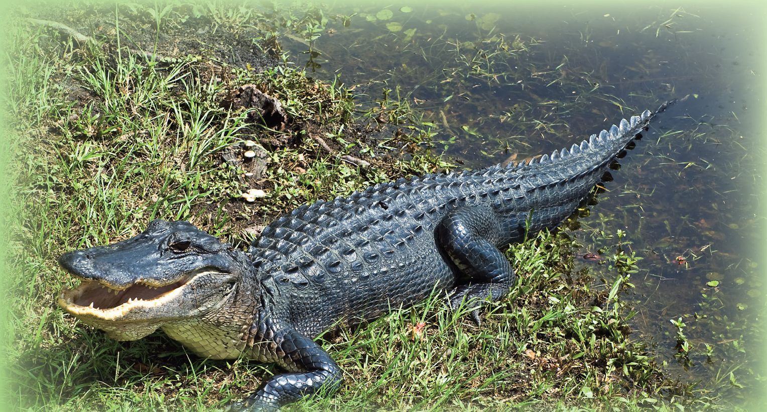 How Alligators Medicine Gifts Help Us The power of Alligator is its ability - photo 3