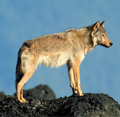 A coastal wolf scans the environment on Vancouver Island BC From Wolf to Dog - photo 3