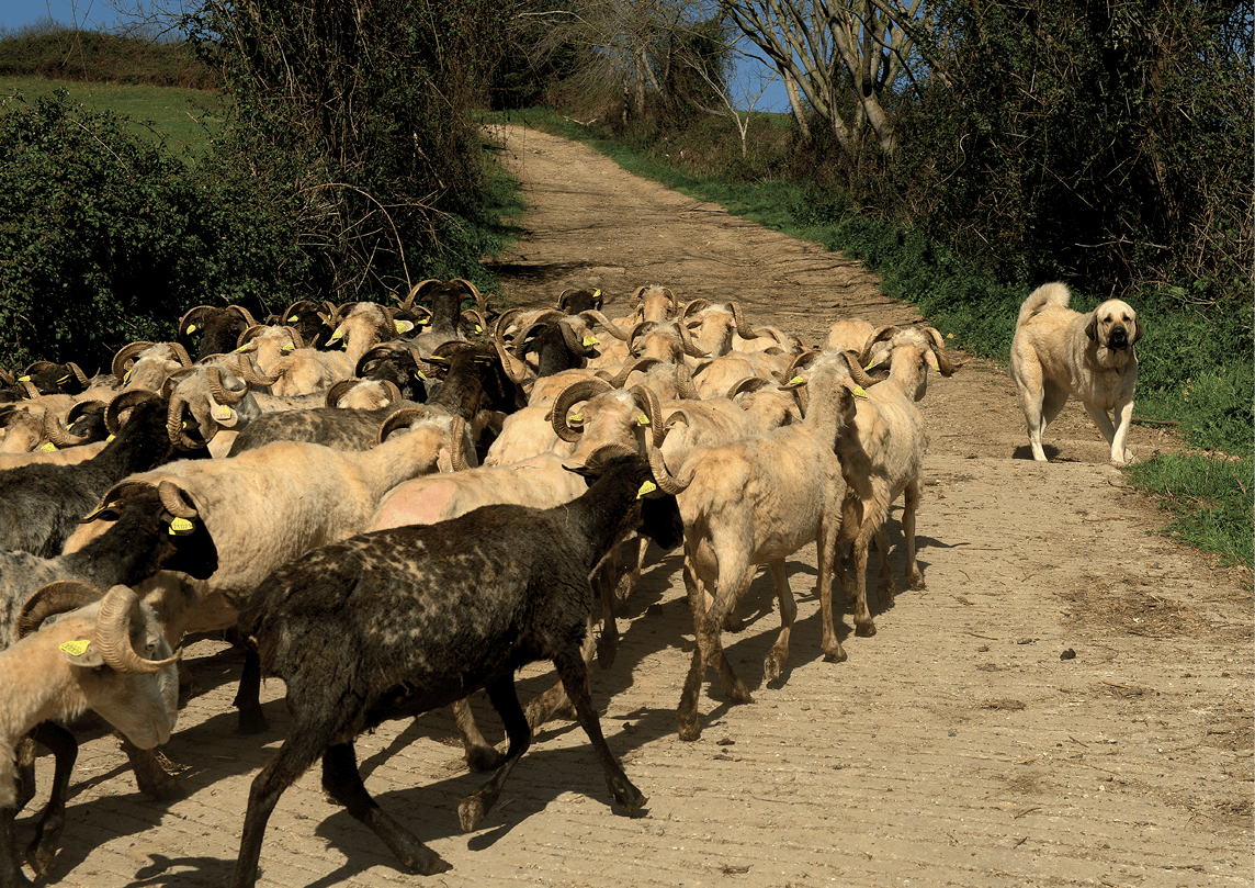 Traditionally early working canines did not belong to a specific breed They - photo 7