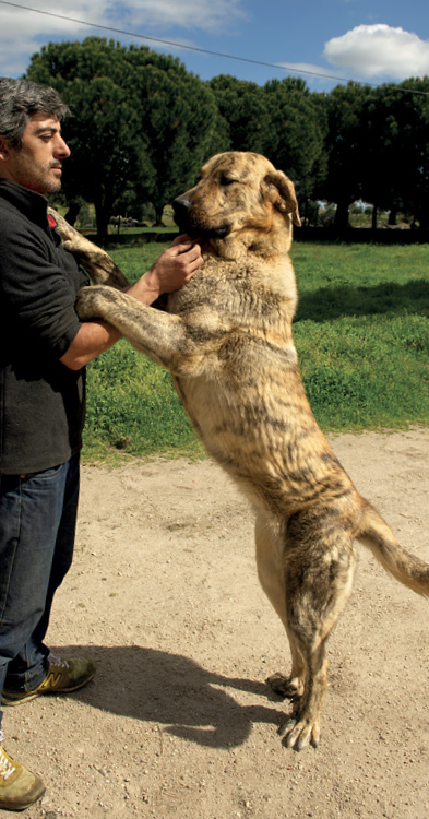 In Central Portugal a farmer interacts with a Spanish mastiff a large - photo 8