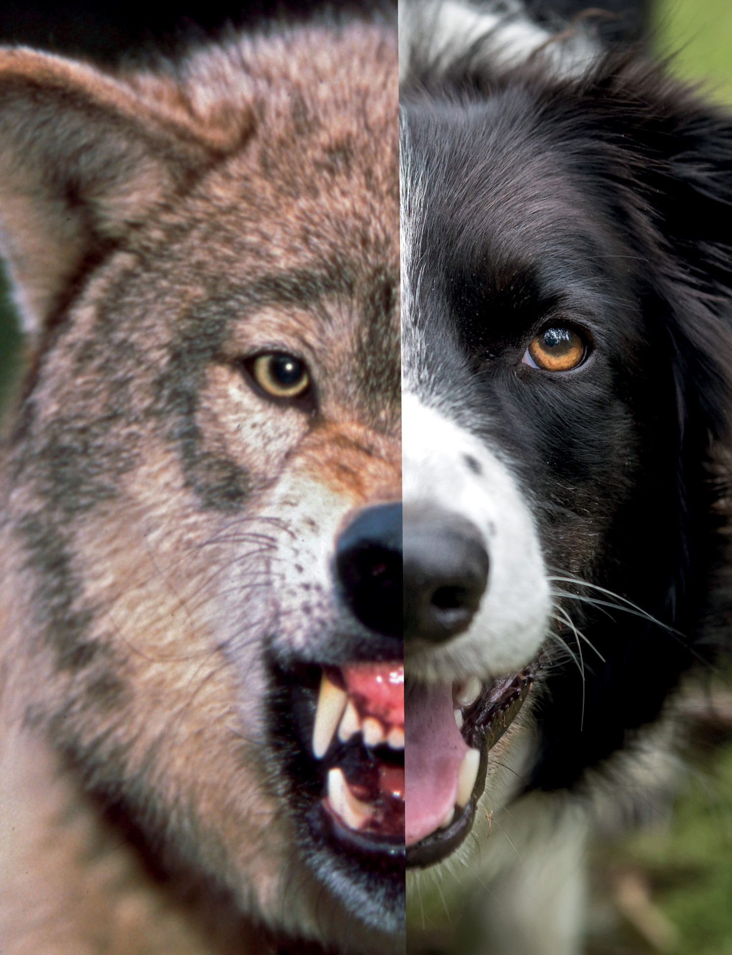 Modern dogs are descendants of wolves James Gritz and R A KeartonGetty - photo 6