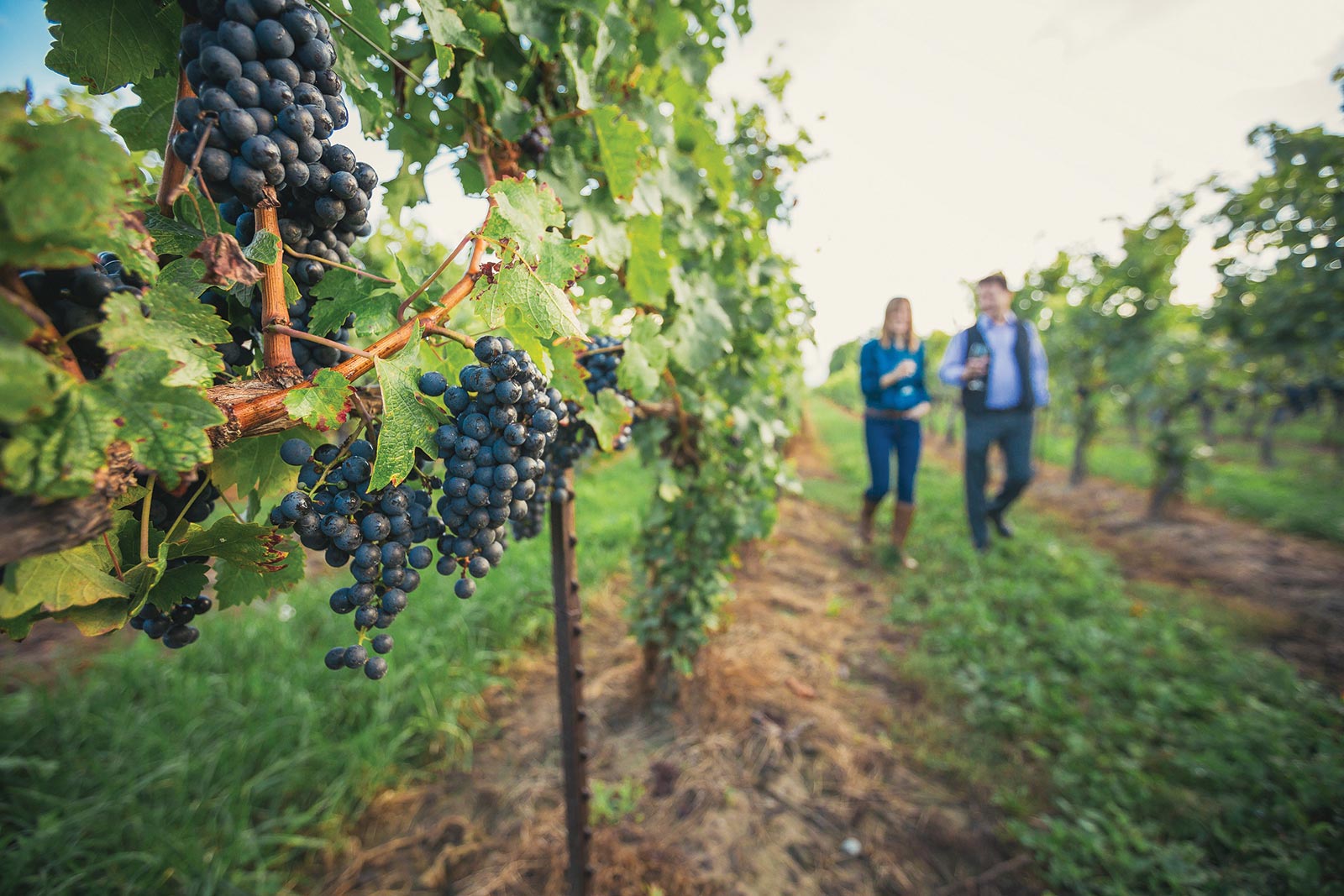 Drink in the spirit of Niagara by pedaling to its finest wineries on a guided - photo 14