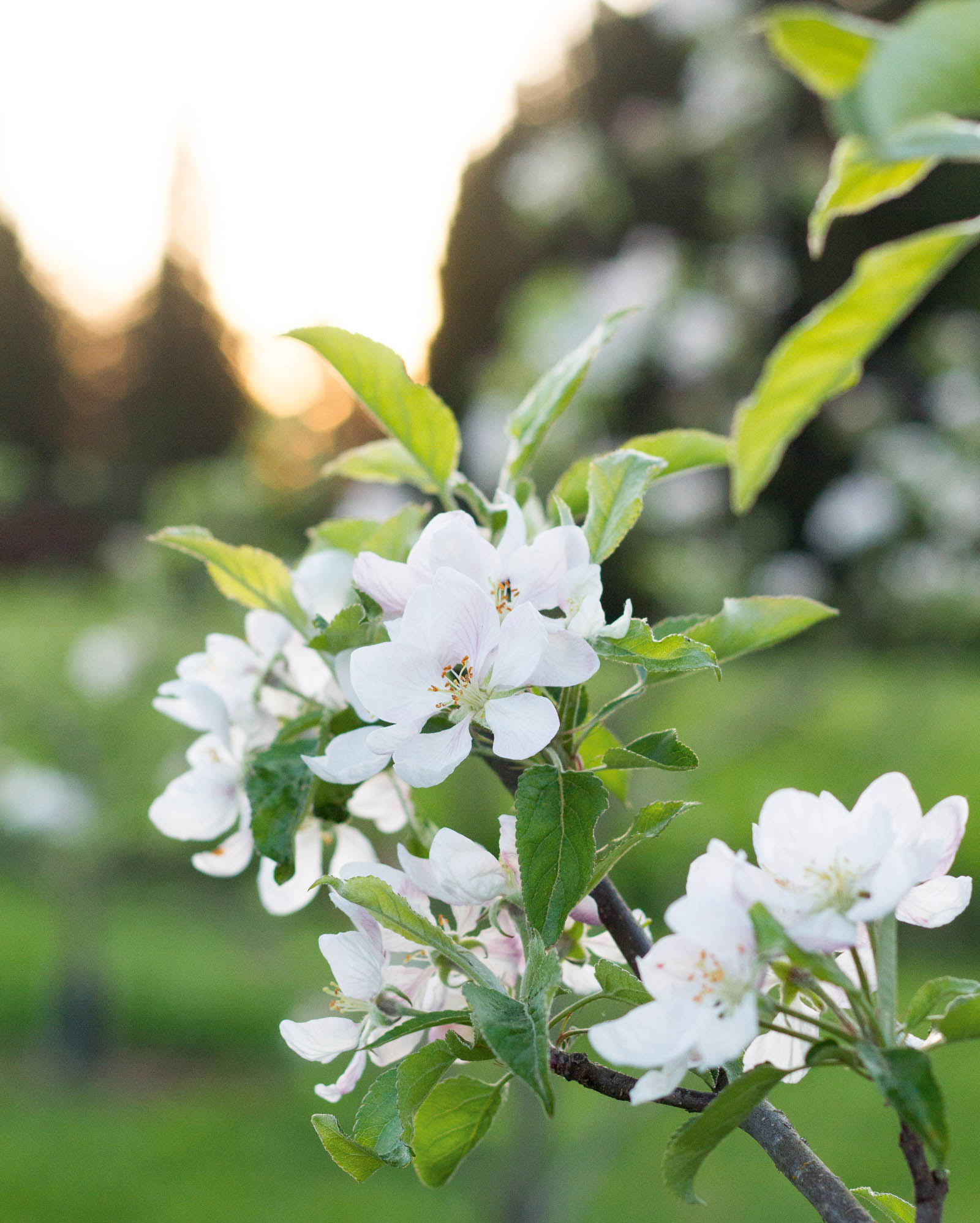 spring Spring at the farmhouse is a timeof awakening and renewal We watch - photo 8