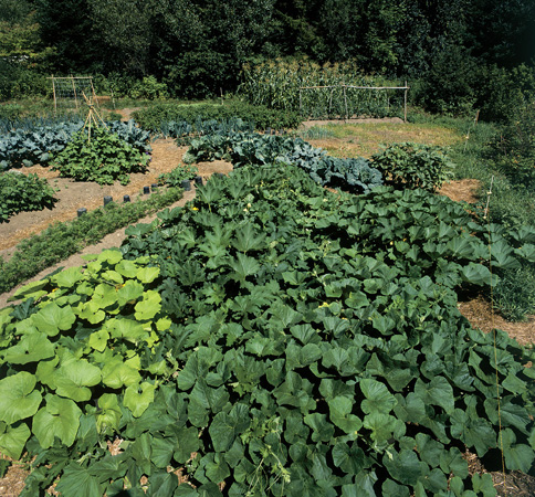 CHAPTER 1 A New Way to Garden Wide Deep Raised Beds MY FIRST VEGETABLE - photo 5