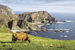 A Scottish coastline with the iconic Highland cattle Our branch of the McLeod - photo 3