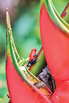 Costa Rica will amaze you Opportunities for immersion in nature are - photo 3