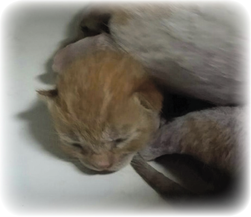 Mommy took very good care of her kittens feeding them and cleaning them She - photo 16