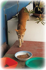 When he has finished eating he always comes to the window and says Meow to say - photo 22