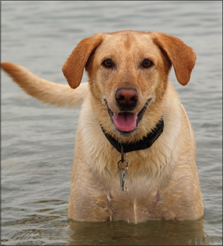 T his book is dedicated to all who share a passion for fly fishing and to all - photo 3