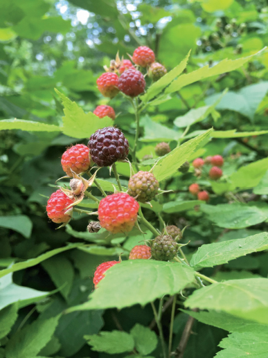 In folklore blackberries were once believed to protect families against - photo 18