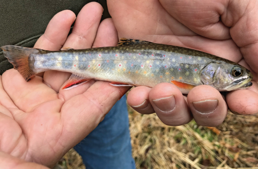 Trout is a favorite food in West Virginia especially pan-fried outside after a - photo 19