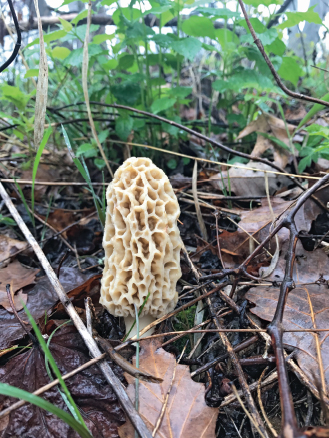 Morel mushrooms are a spring delicacy in West Virginia They usually appear - photo 13