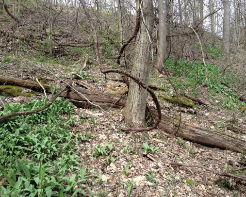 A ramp patch in Preston County Ramps tend to grow beneath the canopies of - photo 14