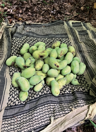 The pawpaw also known as the West Virginia banana is North Americas largest - photo 15