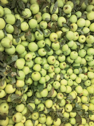 The golden delicious apple is the state fruit of West Virginia The beautiful - photo 16