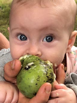 Historically most people have only experienced wild-growing pawpaw fruit - photo 8