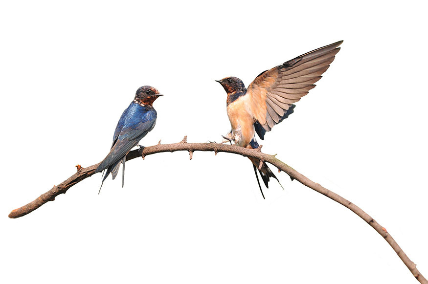 Barn Swallow About Birds Go outside Stop look listen Chances are you - photo 5