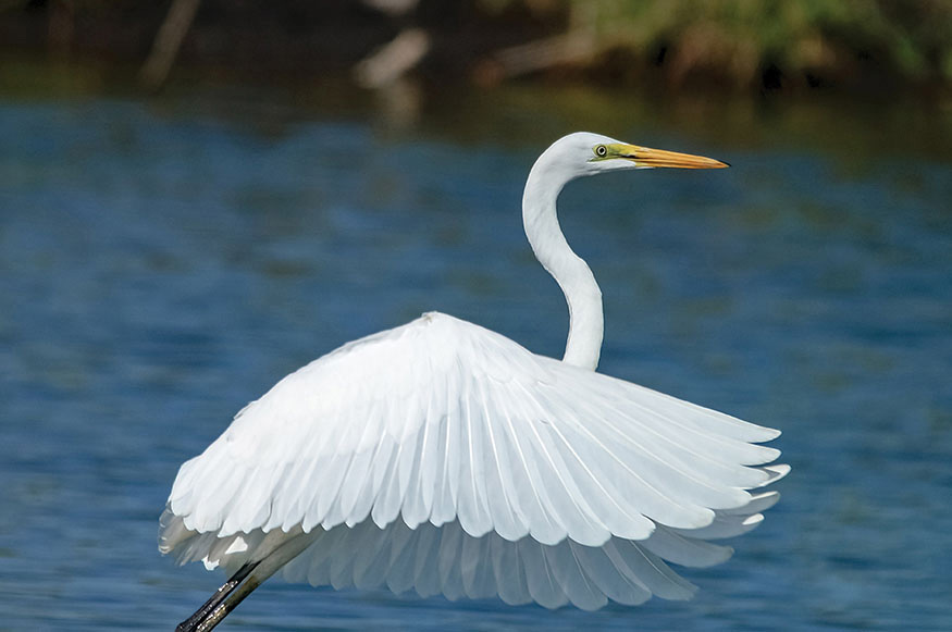 Great Egret 3 They all have beaks though the beaks vary in size shape and - photo 7