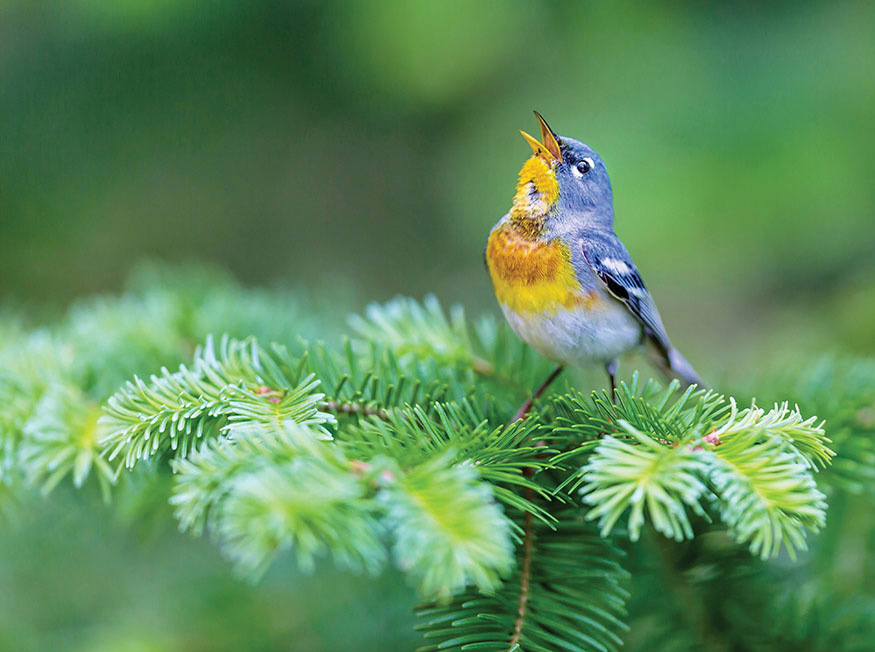 Northern Parula Barn Swallow About Birds Go outside Stop look listen - photo 4