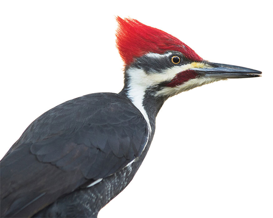 Pileated Woodpecker Archaeopteryx a bird relative Over millions of years - photo 11