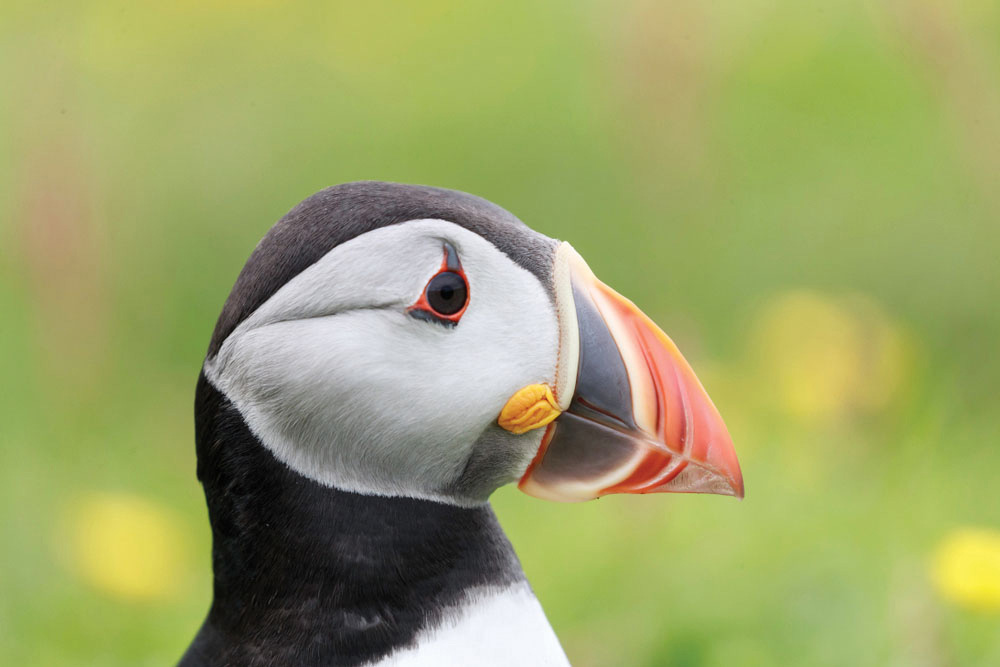 Atlantic Puffin 4 They have lightweight hollow bones Because the bones are - photo 8