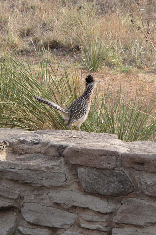 If youre lucky you might see a roadrunner at Palo Duro Canyon - photo 1