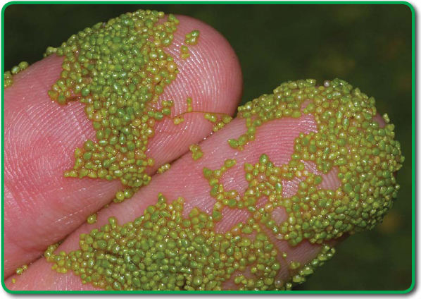 Watermeal plants also called duckweed are the smallest flowering plants on - photo 13