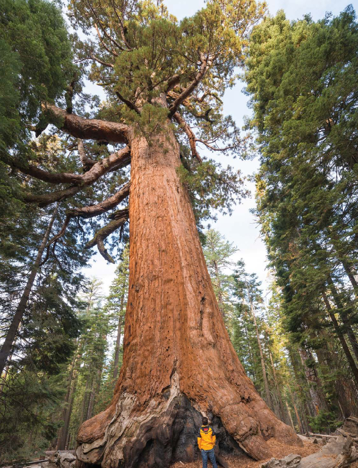 Californias giant sequoia trees are the largest on Earth They are a coniferous - photo 14