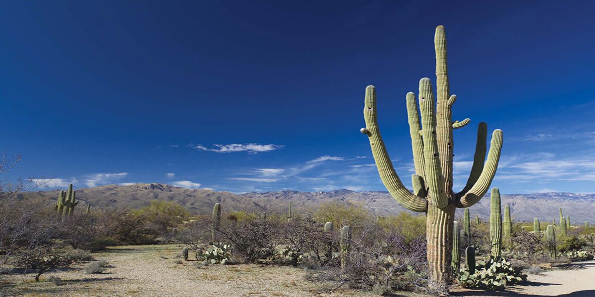 The Saguaro cactus grows very slowly In its first 10 years of life a single - photo 5