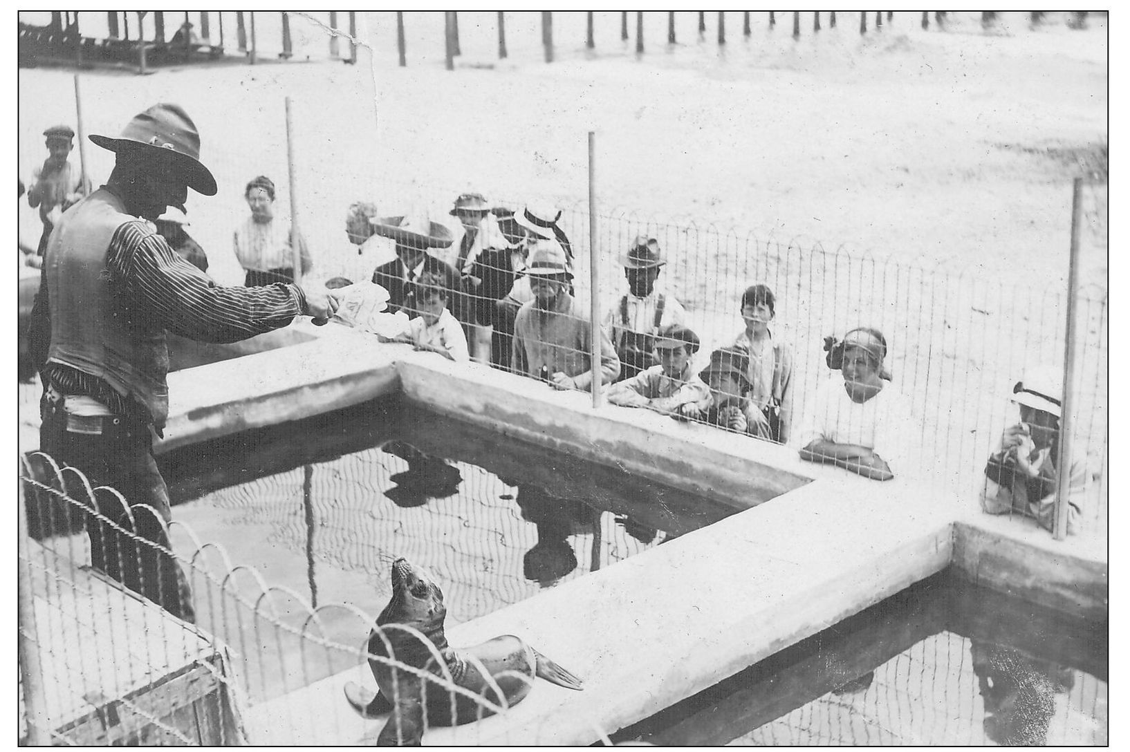 Ben the seal was a favorite attraction for locals and visitors to the pier in - photo 6