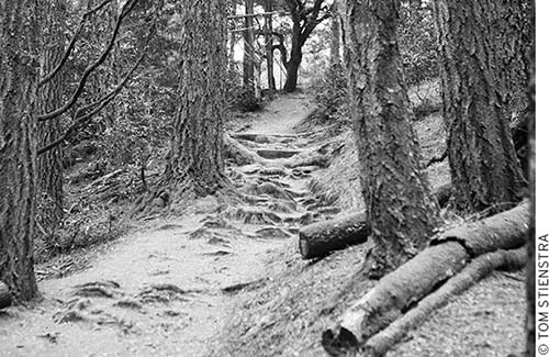 Dipsea Trail A wise person once said that a culture can be measured by the - photo 11