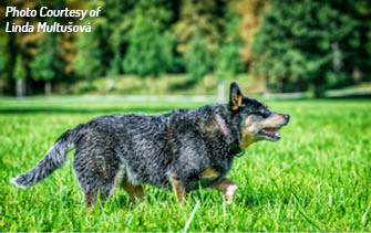 A ustralian Cattle Dogs are compact muscular herding dogs that originated in - photo 2