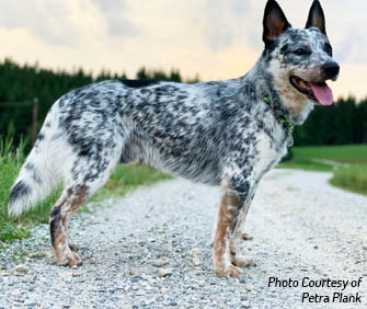 History of the Australian Cattle Dog In the 1840s George Elliot of Queensland - photo 4