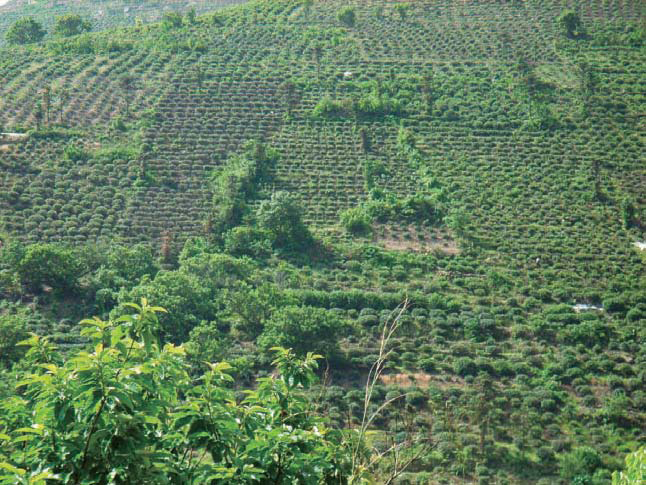 Green Tea Plantation 2 Classification of Green Tea Gree - photo 7