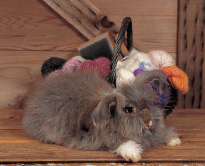 The Romans developed the Angora whose long and luxurious fur can be spun into - photo 3