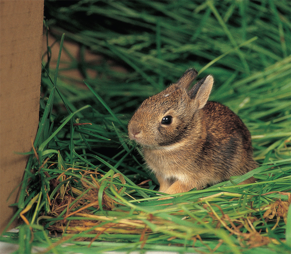 All domesticated rabbit breeds are descendants of the European wild rabbit - photo 5