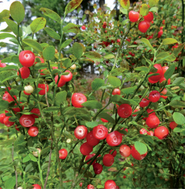 Luschiim Arvid Charlie - Luschiims Plants: A Hulquminum (Cowichan) Ethnobotany