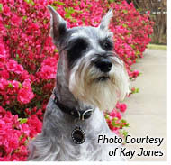 Ive been the owner of a rescued Miniature Schnauzer for nine years and its - photo 2