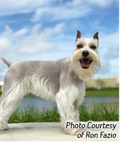 History of the Schnauzer The original Standard Schnauzers history runs at least - photo 4