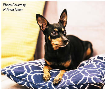 History of the Min Pin The Miniature Pinscher is a small breed of dog of the - photo 3