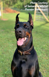 The Doberman was first recognized by the American Kennel Club in 1908 though - photo 3