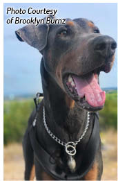 Throughout the 1940s the Doberman Pinscher was used in the military and served - photo 4