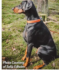 The Modern Doberman Pinscher Since the development of the breed the Doberman - photo 5