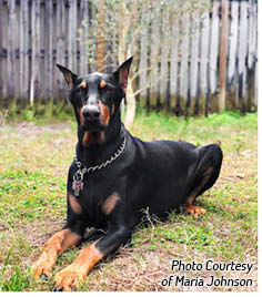 Stereotypes and Misconceptions about the Doberman Pinscher Despite the Doberman - photo 6