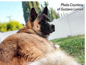 The History of the Akita This is one of the oldest-known dog breeds developed - photo 3