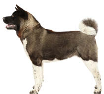 Physical Characteristics Akitas are large dogs that stand between 24 and 28 - photo 5