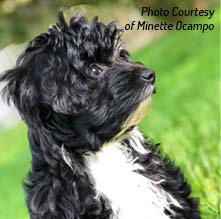 History of the Yorkipoo The origins of the Yorkipoo are largely unknown as - photo 2