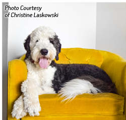 History of the Sheepadoodle A lthough the Sheepadoodle has only recently - photo 2